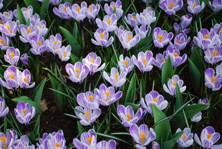 Flower Seeds, Seeds,Seeds For Planting,Plant Seeds
