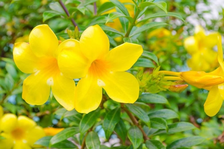 Allamanda Flower Seeds – Heirloom, Non-GMO, High Germination Organic Garden Seeds for Tropical Planting & Bold Blooms