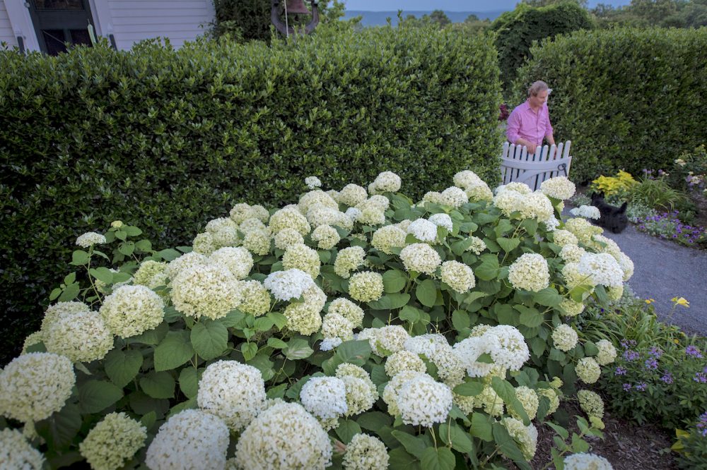 Heirloom Hydrangea Flower Seeds for Planting – Low Maintenance, Heirloom & Non-GMO Home Garden Seeds