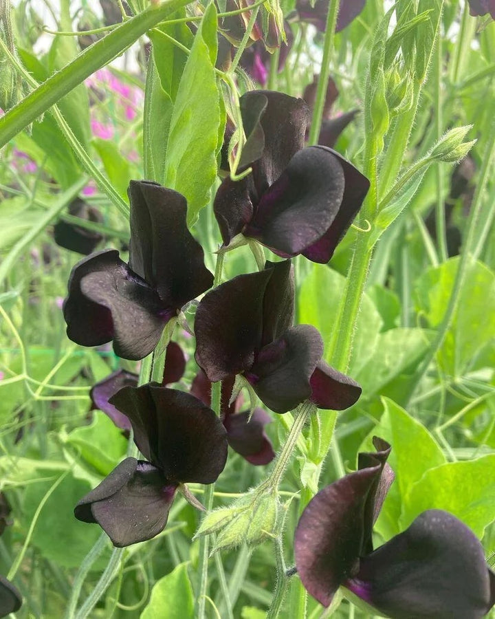Black Sweet Pea Flower Seeds for Planting – Heirloom, Non-GMO, Border Perfect, High Germination