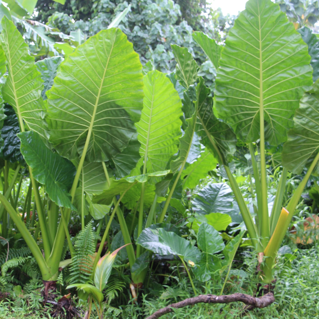 Green Giant Taro Seeds for Planting – Heirloom, Non-GMO, Tropical Edible Root Crop – High Germination