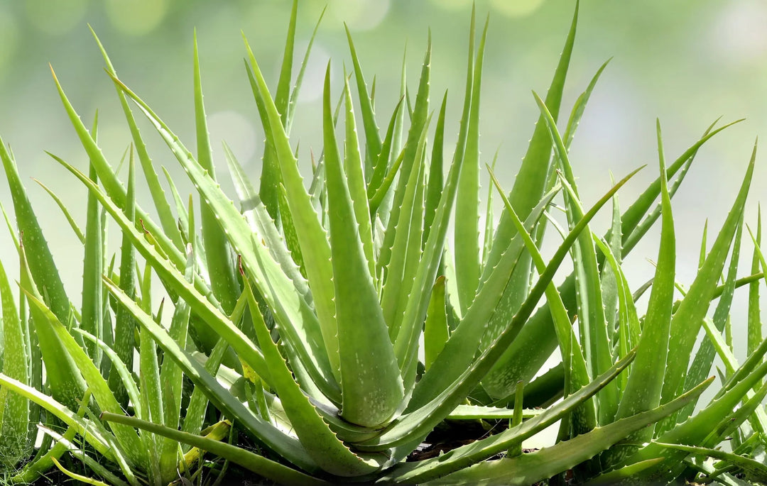 edible aloe vera plant Edible Aloe Vera Yellow Green Seeds for Planting – Heirloom, Non-GMO, – Earthechoseeds