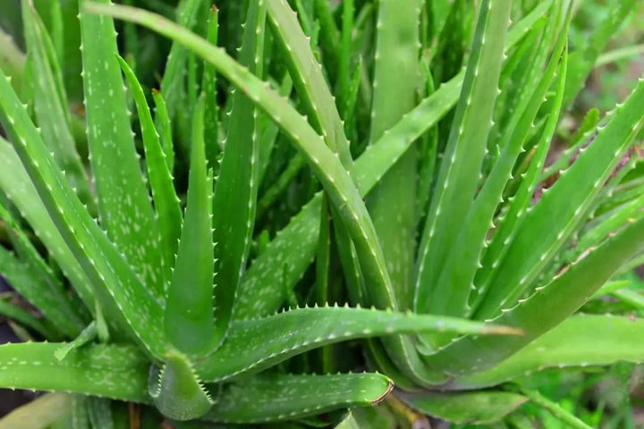 Edible Aloe Vera Yellow Green Seeds for Planting – Heirloom, Non-GMO, High Germination Organic Garden Seeds