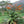 Aloe Marlothii Herb Seeds – Heirloom, Non-GMO Seeds Best for Container Garden Planting