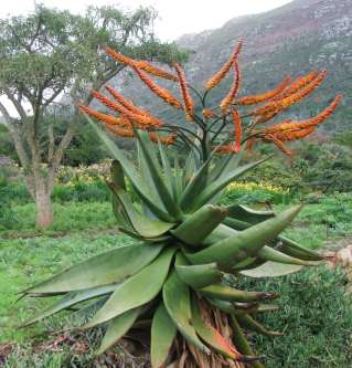 Aloe Marlothii Herb Seeds – Heirloom, Non-GMO Seeds Best for Container Garden Planting