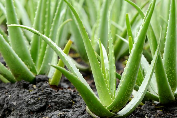 Green Aloe Vera for Planting – Heirloom, Non-GMO, High Germination Organic Garden Seeds