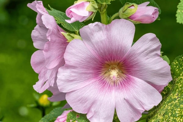 Pink Althaea Rosea Flower Seeds for Planting – Heirloom, Non-GMO, High Germination Organic Garden Seeds