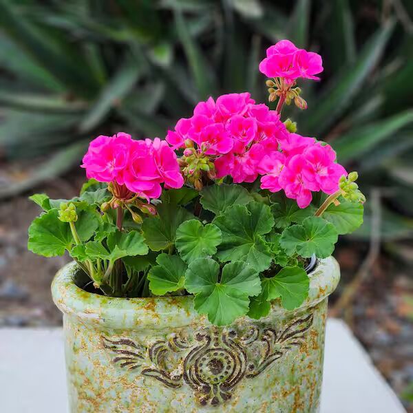 Pink Big Blooms Geranium Flower Seeds for Planting – Heirloom, Non-GMO, High Germination for Borders