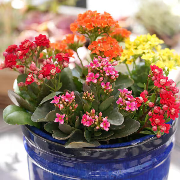 Flower Seeds, Seeds,Seeds For Planting,Plant Seeds