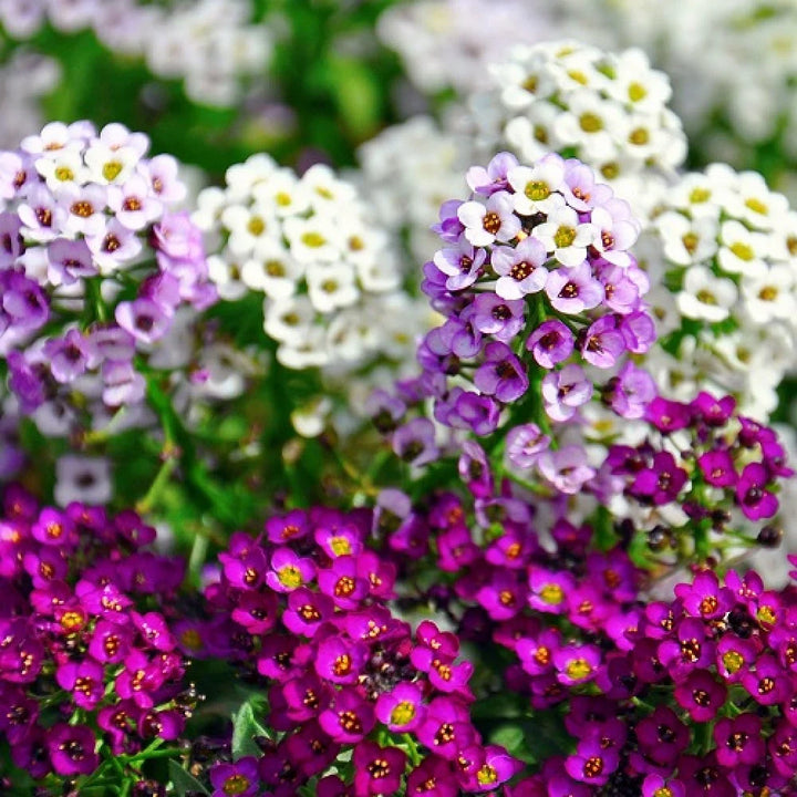 Flower Seeds, Seeds,Seeds For Planting,Plant Seeds