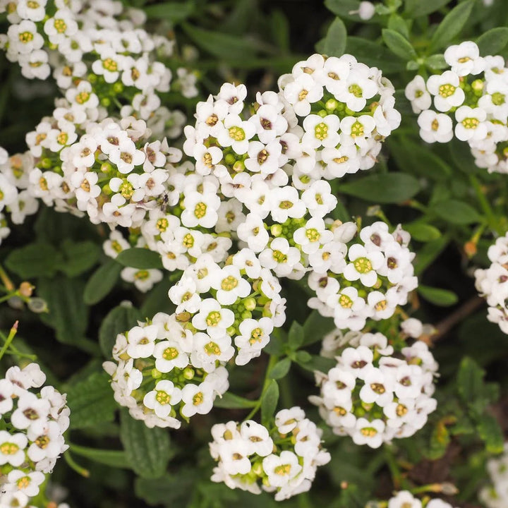 Tiny Tim Alyssum Flower Seeds for Planting – Heirloom, Non-GMO, High Germination Organic Garden Seeds