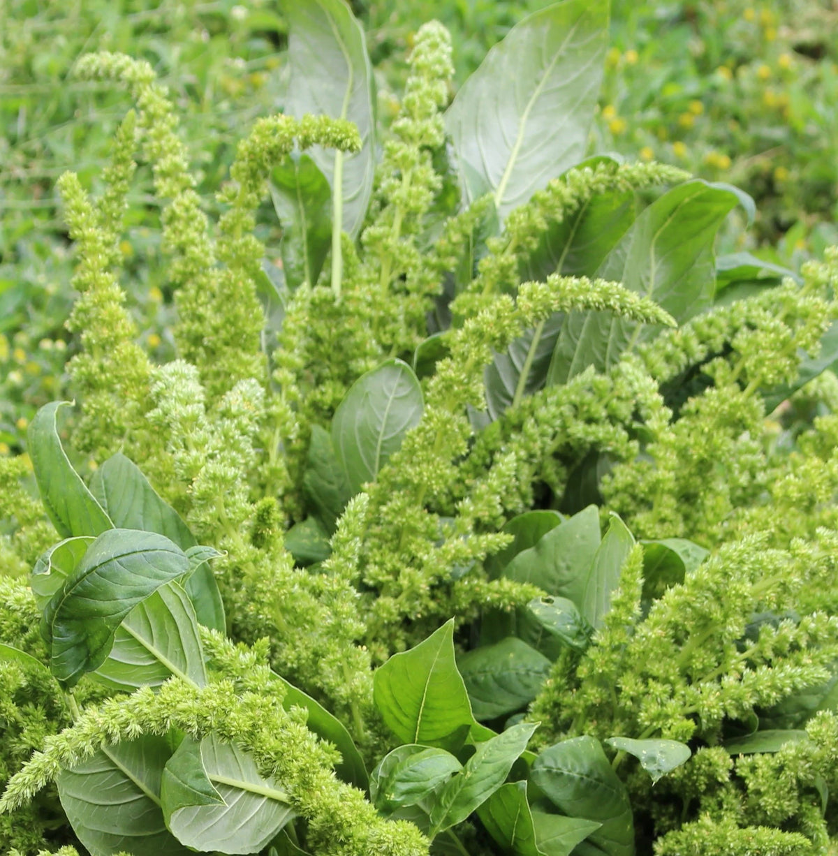 Green Amaranth Herb Seeds for Planting – Heirloom, Non-GMO Seeds for Containers and Garden