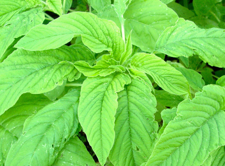 Green Amaranth Herb Seeds for Planting – Heirloom, Non-GMO Seeds for Containers and Garden