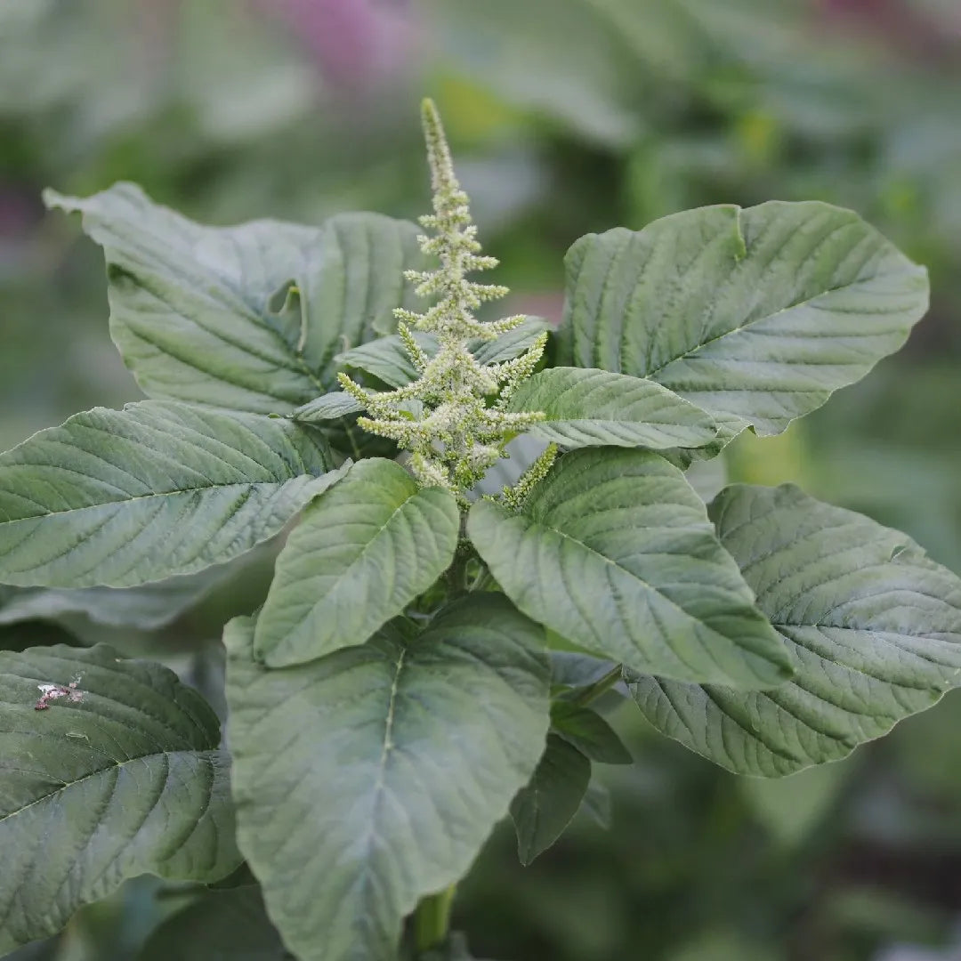 Green Amaranth Herb Seeds for Planting – Heirloom, Non-GMO Seeds for Containers and Garden