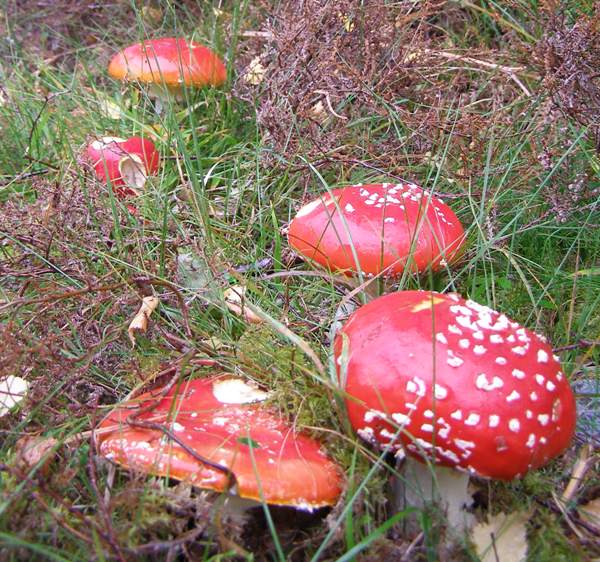 Red and White Edible Mushroom Seeds for Planting – Heirloom Non-GMO Gourmet Fungi Organic Garden Seeds, High Germination