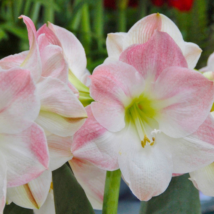 Flower Seeds, Seeds,Seeds For Planting,Plant Seeds