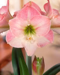 Light Pink Hippeastrum Flower Seeds for Planting – Heirloom, Non-GMO, High Germination Organic Garden Seeds