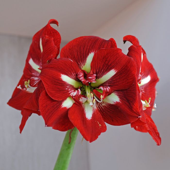 Red White Amaryllis Barbados Seeds for Planting – Heirloom Non-GMO High Germination Organic Garden Seeds