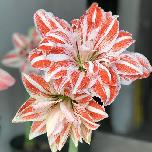 Orange White Amaryllis Flower Seeds for Planting – Heirloom, Non-GMO, High Germination Garden Seeds