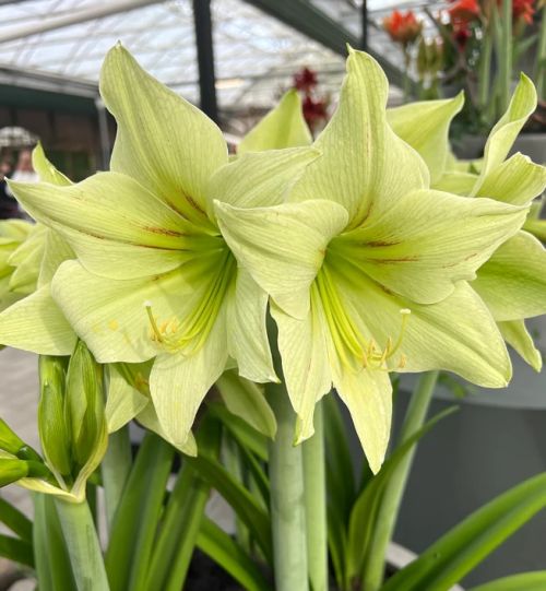 Light Green Amaryllis Flower Seeds for Planting – Bright Blooms, Heirloom, Non-GMO Home Garden
