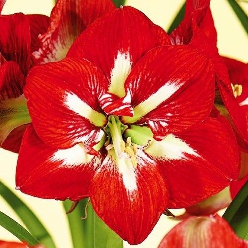 Amaryllis Barbados Flower seeds for Planting – Heirloom, Non-GMO, High Germination Garden Seeds