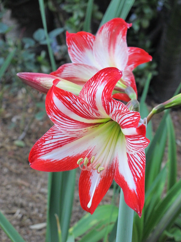 Red White Amaryllis Flower Seeds for Planting – Premium Heirloom, Non-GMO, High Germination Garden Seeds