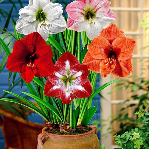 Amaryllis Mixed Flower Seeds for Planting | Heirloom Non-GMO High Germination Organic Garden Seeds