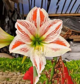Orange White Amaryllis Flower Seeds for Planting – Heirloom, Non-GMO, High Germination Garden Seeds