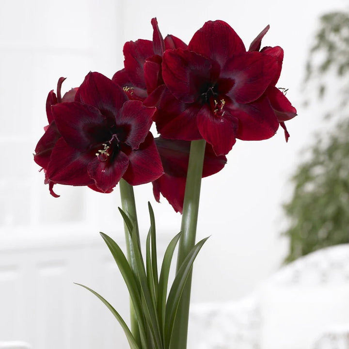 Deep Red Amaryllis Flower Seeds for Planting – Heirloom, Non-GMO, Premium Quality, High Germination