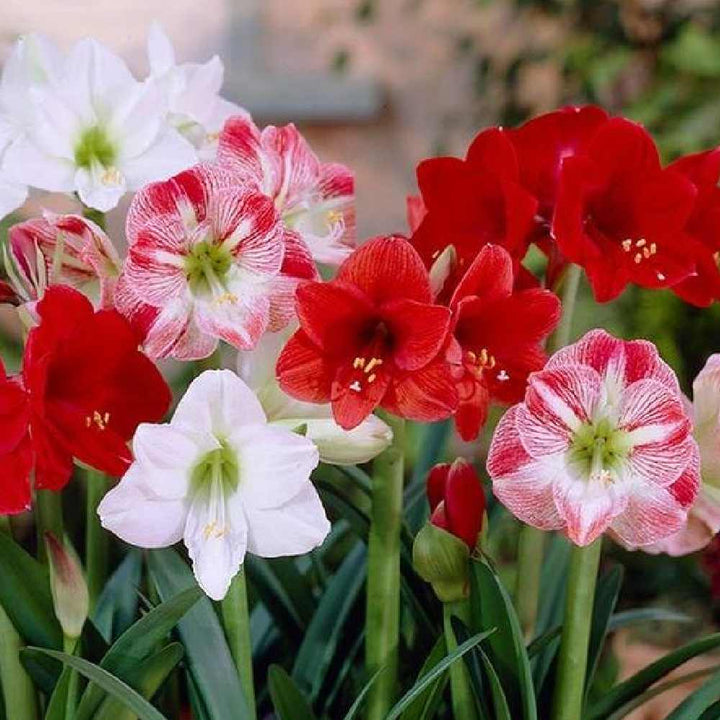 Amaryllis Flower Seeds for Planting – Colorful Heirloom, Non-GMO, High Germination Organic Garden Seeds