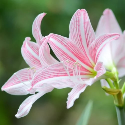 Pink White Amaryllis Flower Seeds for Planting – Heirloom, Non-GMO, Low Maintenance, High Germination Seeds