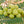 Amla Indian Gooseberry Fruit seeds for planting – Heirloom & Non-GMO Garden seeds