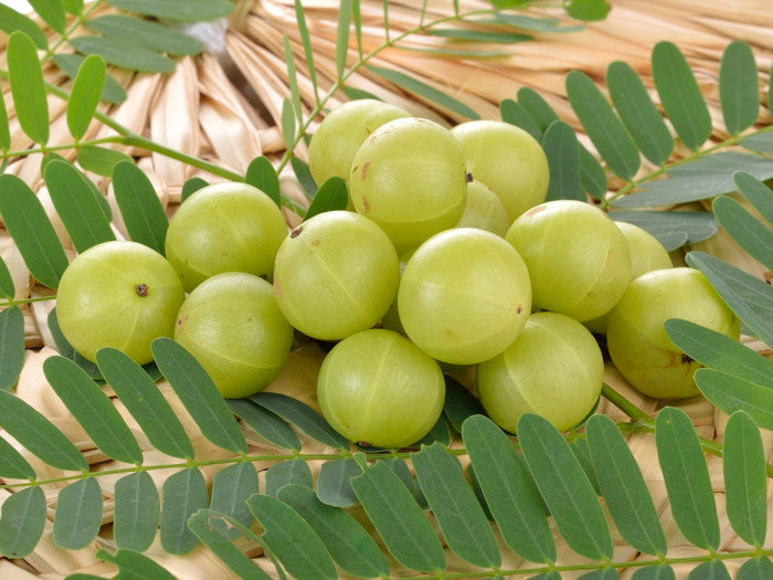 Amla Indian Gooseberry Fruit seeds for planting – Heirloom & Non-GMO Garden seeds