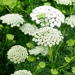 Flower Seeds, Seeds,Seeds For Planting,Plant Seeds