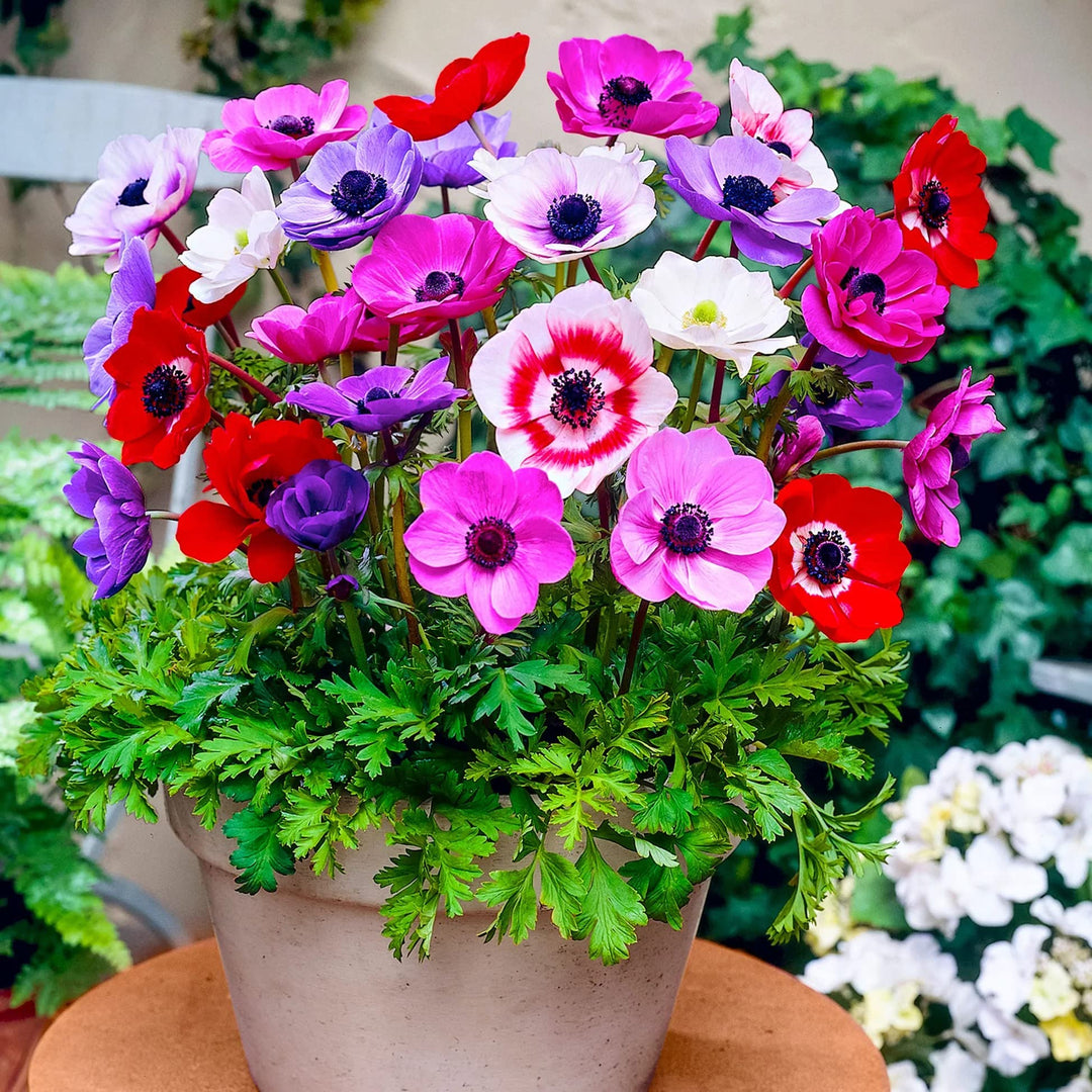 Mixed Anemone Flower Seeds for Planting – Heirloom, Non-GMO Seasonal Bloomer