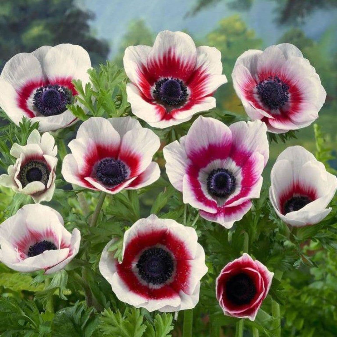 Bicolor Flower Seeds for Planting – Drought Tolerant Heirloom Non-GMO Seeds for Home Garden