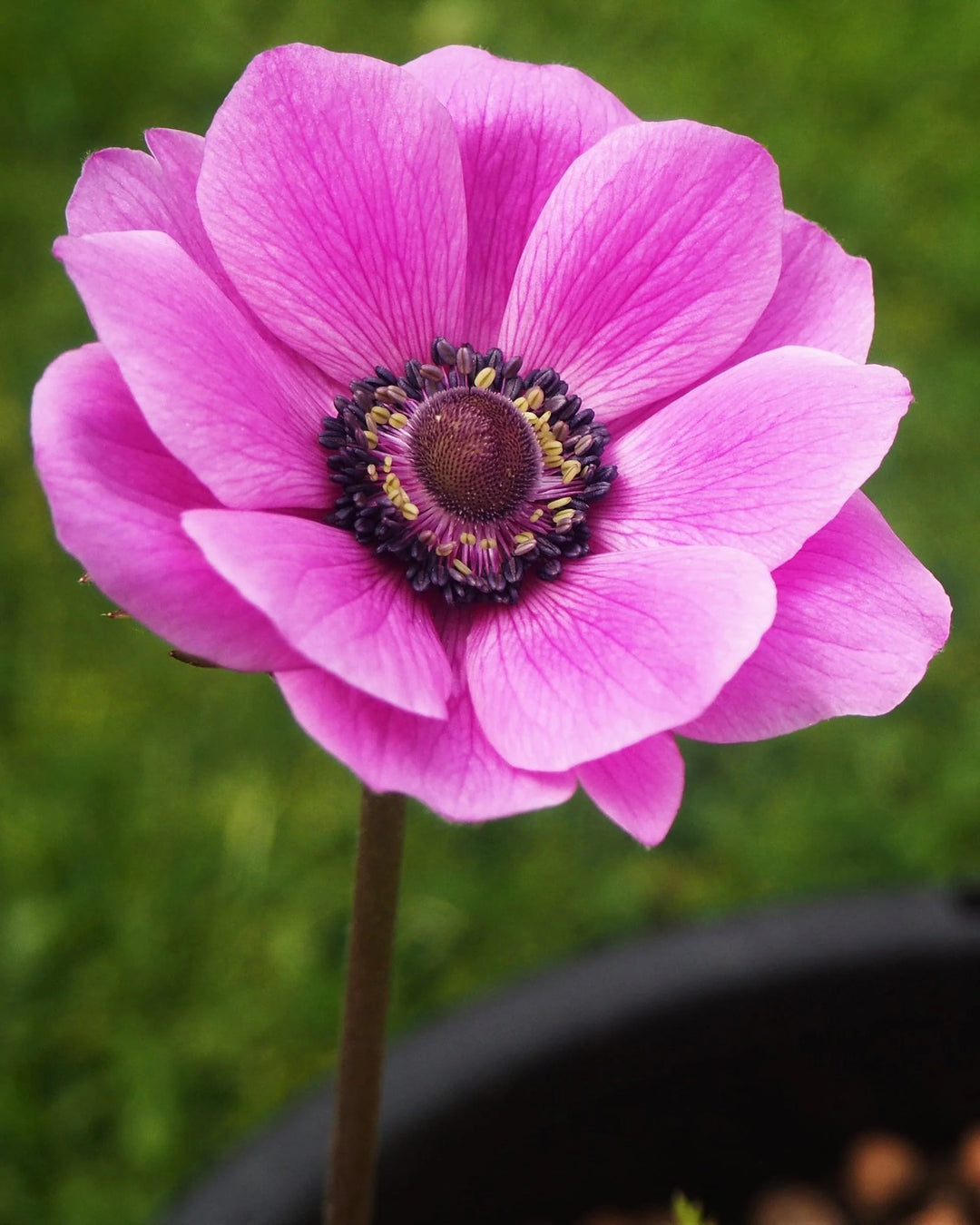 Pink Anemone Flower Seeds for Planting – Heirloom Non-GMO Organic Garden Seeds with High Germination