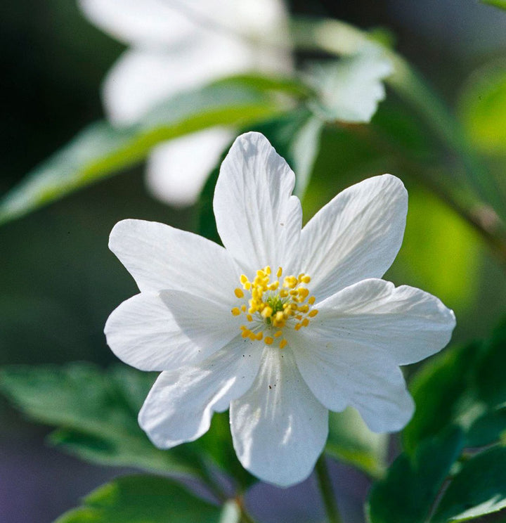 White Autumn Flower Seeds for Planting – Heirloom Non-GMO, High Germination Organic Garden Seeds