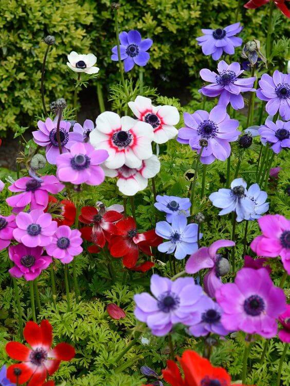 Mixed Anemone Flower Seeds for Planting – Heirloom, Non-GMO Seasonal Bloomer