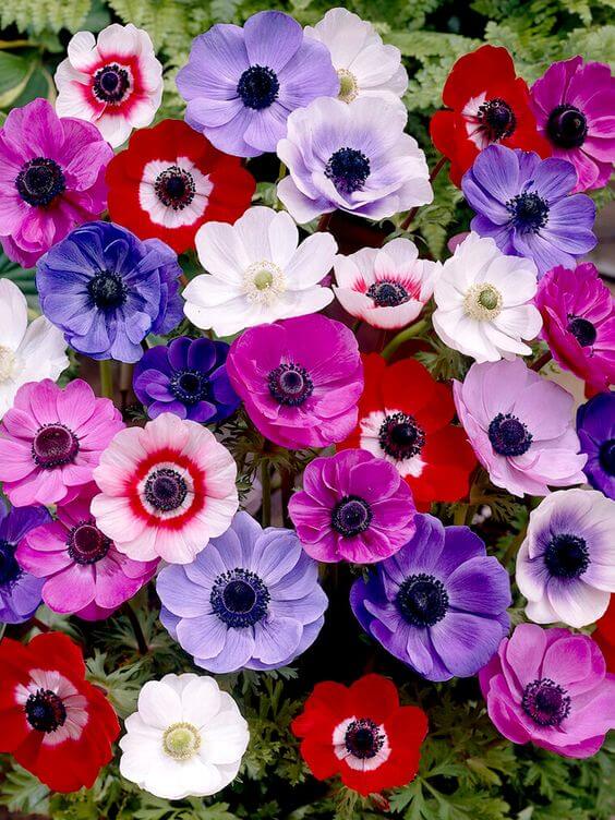 Mixed Anemone Flower Seeds for Planting – Heirloom, Non-GMO Seasonal Bloomer