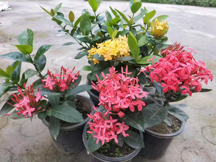 Ixora Flower Seeds for Planting – Fragrant Blossoms, Heirloom Non-GMO, High Germination Organic Garden Seeds