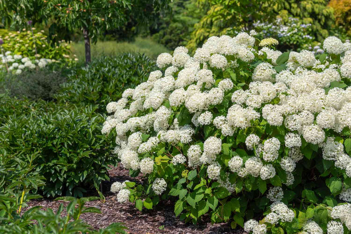Heirloom Hydrangea Flower Seeds for Planting – Low Maintenance, Heirloom & Non-GMO Home Garden Seeds