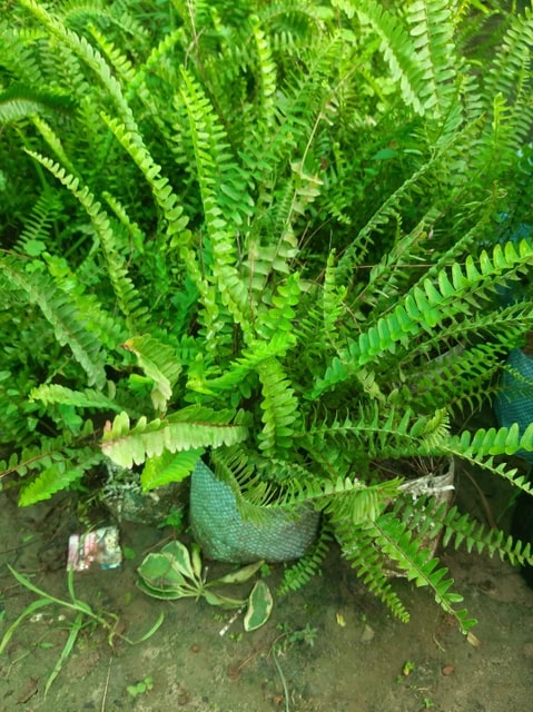 Fern Flower seeds for Planting – Long Bloom Season, Heirloom & GMO Free Seeds for Home Garden, High Germination