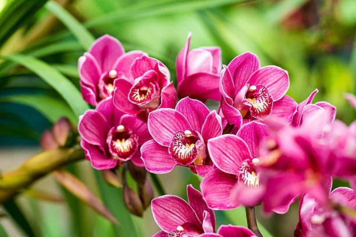 Flower Seeds, Seeds,Seeds For Planting,Plant Seeds