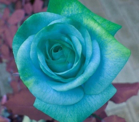 Rose Flower Seeds for Planting Sky Blue Green – Easy to Grow, Heirloom, Non-GMO, High Germination Organic Garden Seeds