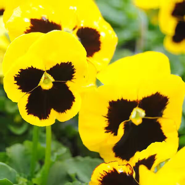 Yellow Black Pansy Flower Seeds for Planting - Low Maintenance, Heirloom & Non-GMO Organic Garden Seeds