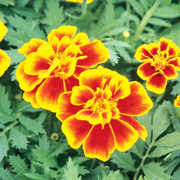 Yellow Orange Marigold Flower Seeds for Planting – Heirloom, Non-GMO, High Germination Garden Seeds