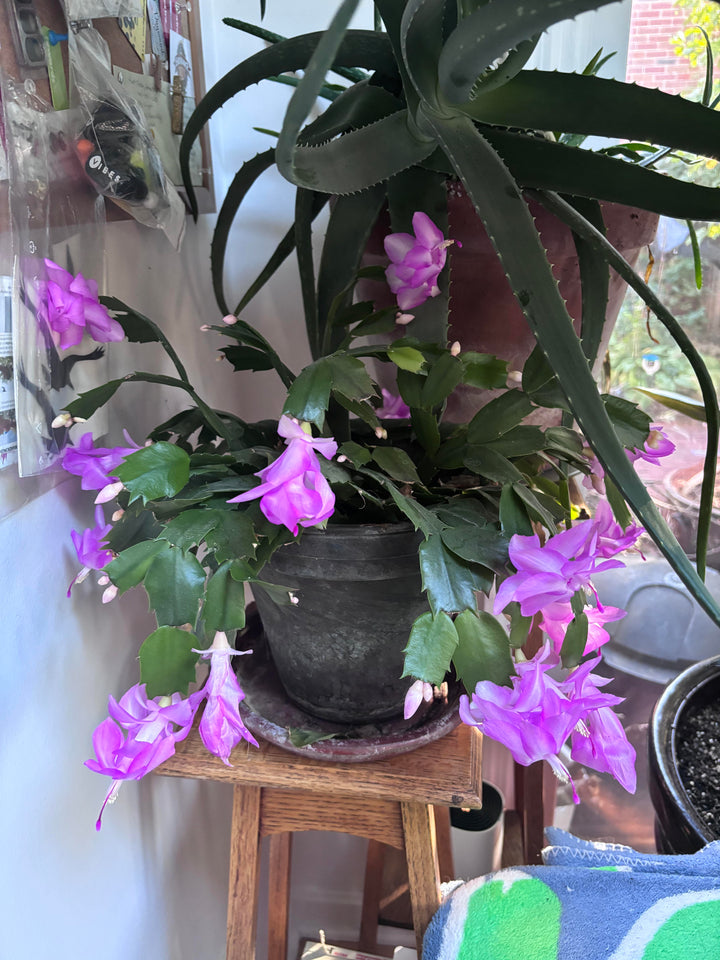 Purple White Schlumbergera Seeds for Planting – Heirloom, Non-GMO, Drought Tolerant, High Germination