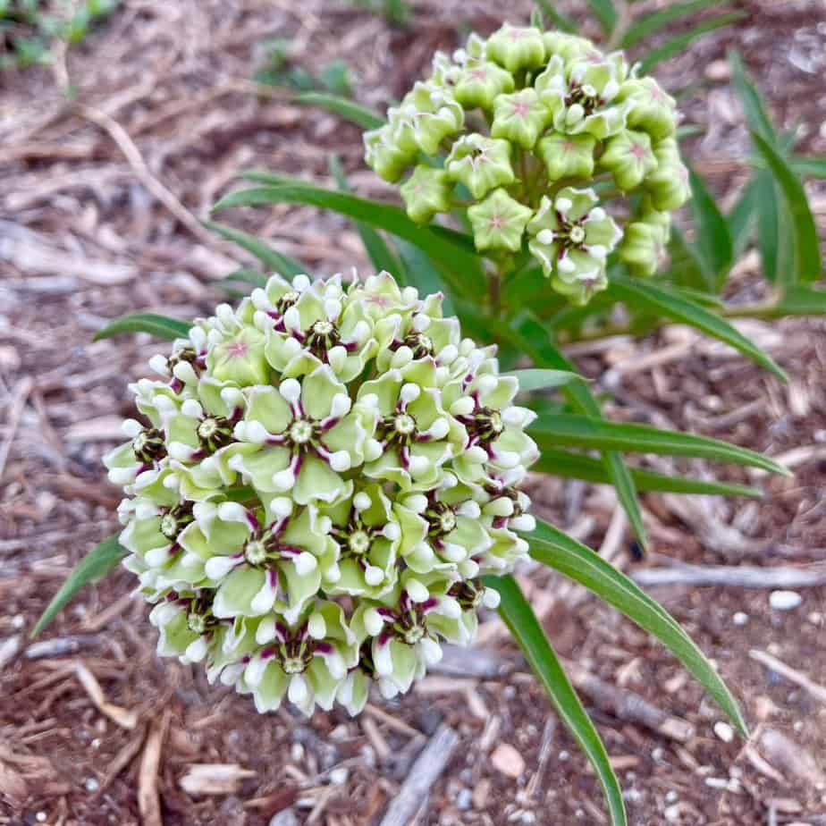 Asclepias Asperula Antelope Horns Flower Seeds for Planting - Long Bloom Season, Heirloom & GMO Free Seeds for Home Garden