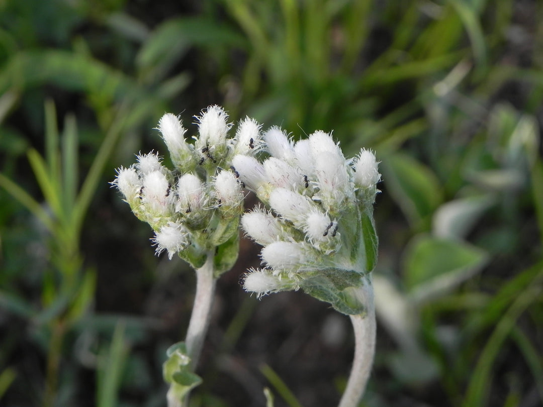 Flower Seeds, Seeds,Seeds For Planting,Plant Seeds